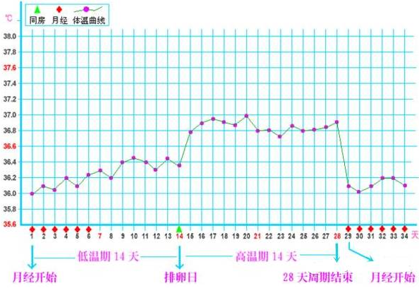 重慶送子鳥醫(yī)院,卵細(xì)胞排出