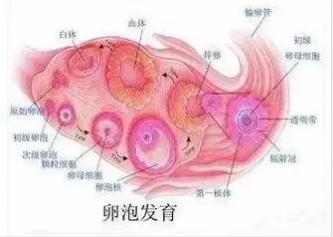 重慶送子鳥(niǎo)醫(yī)院