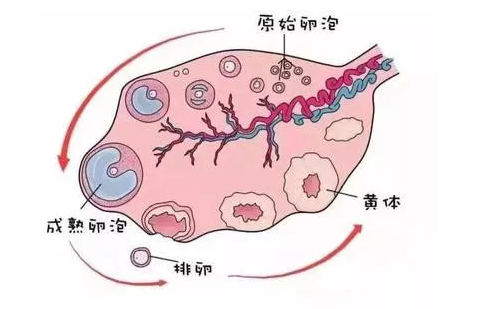 重慶送子鳥醫(yī)院