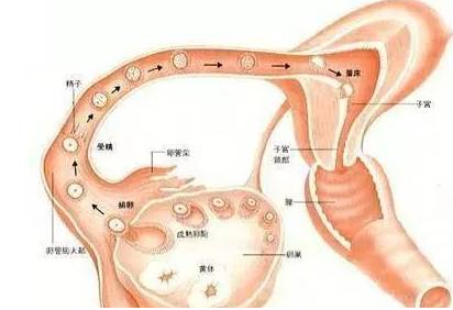 重慶送子鳥(niǎo)醫(yī)院